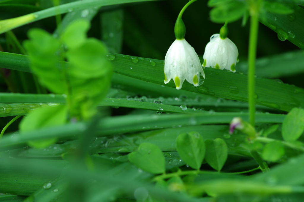 雨上がり