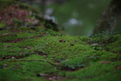 湿潤