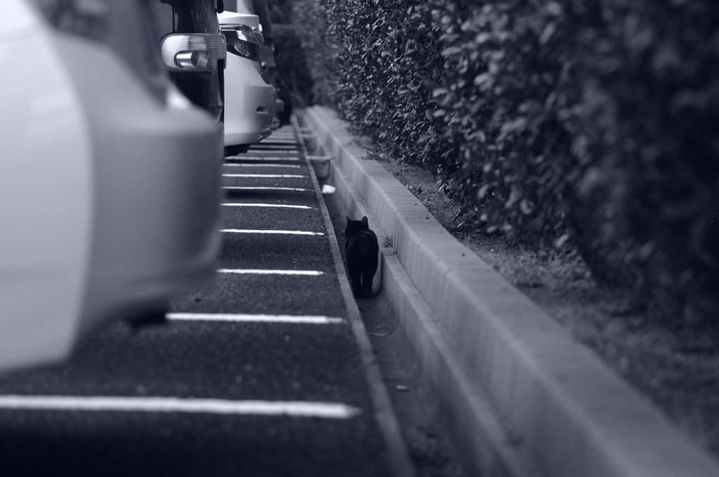 猫の細道