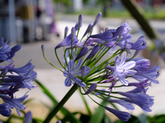 花咲く街
