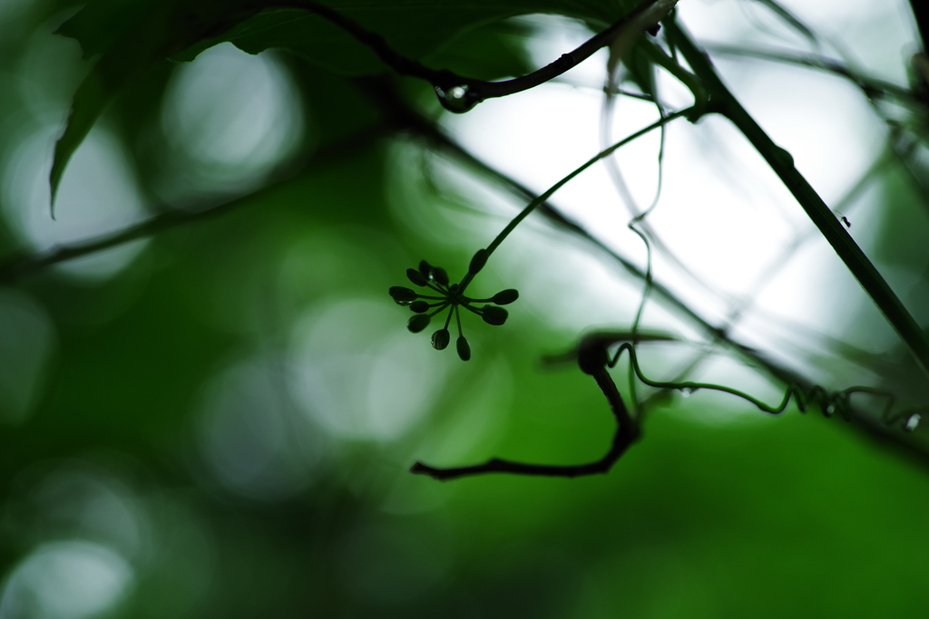 梅雨花火