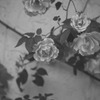 色無き薔薇に