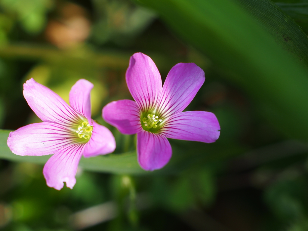 道端の花
