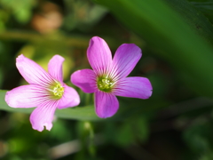 道端の花