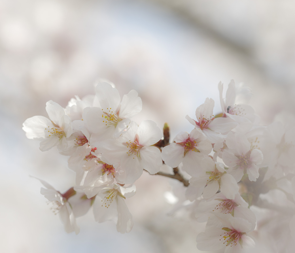 桜日和