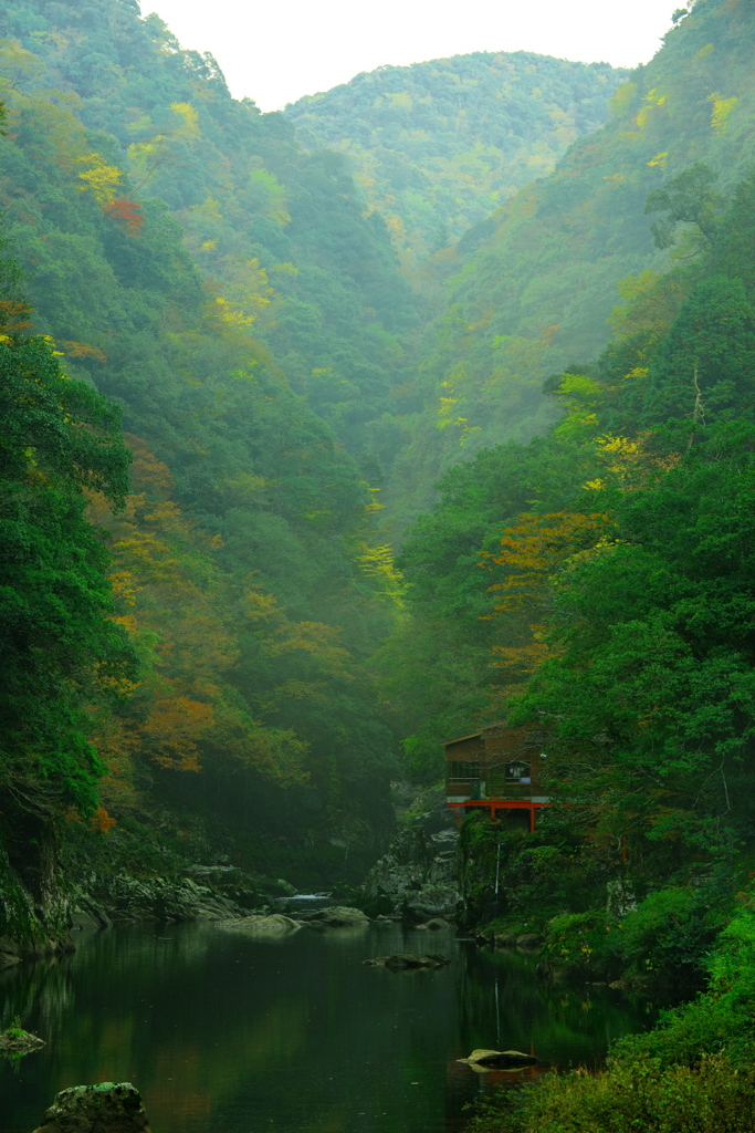 霞の紅葉