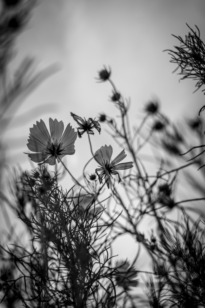 ∻　秋桜　∻