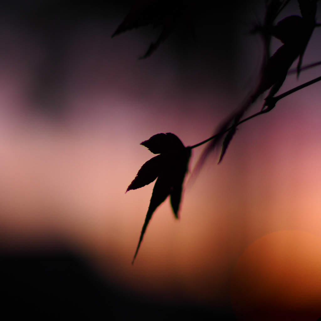 夕刻の儚さ…