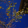 青き空