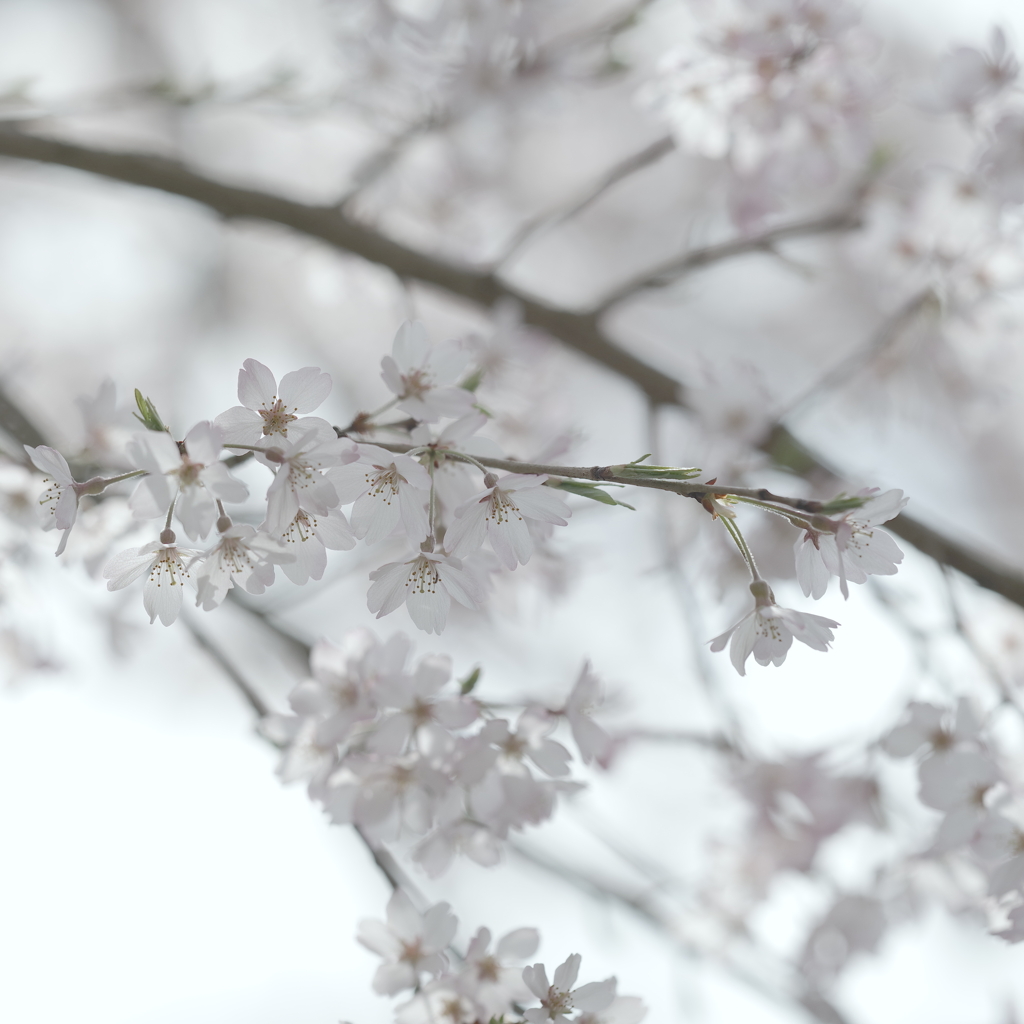 桜日和