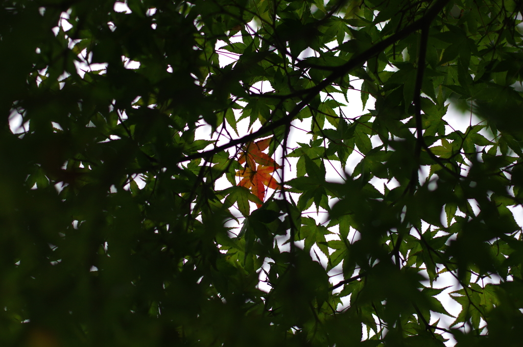 紅葉の欠片