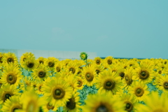 夏の記憶