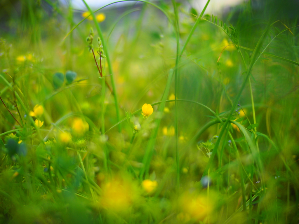 荒れ地に咲く花