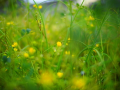 荒れ地に咲く花