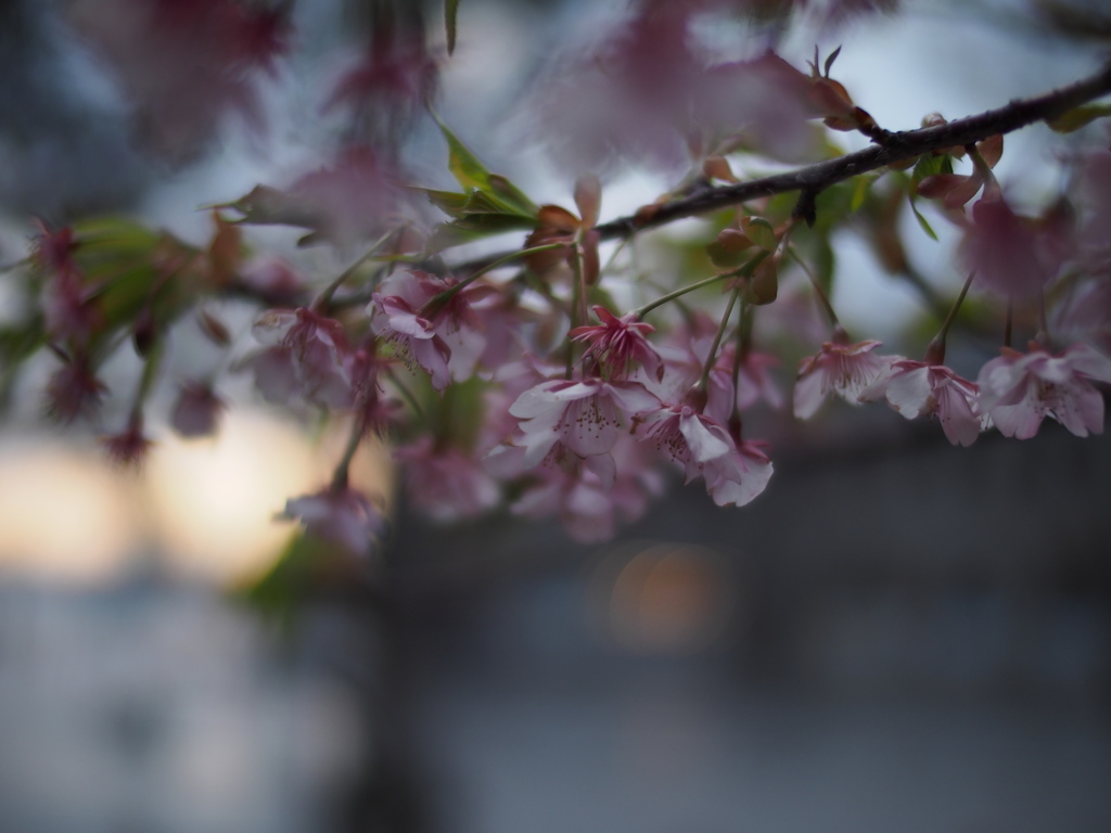 夕暮れの桜