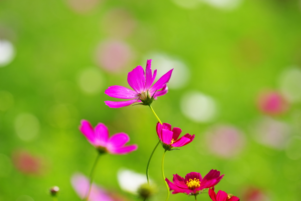 秋桜日和