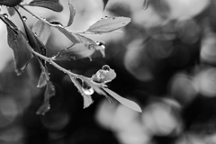 雨粒