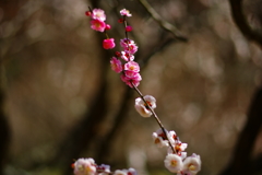 white/ pink