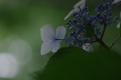 雨音