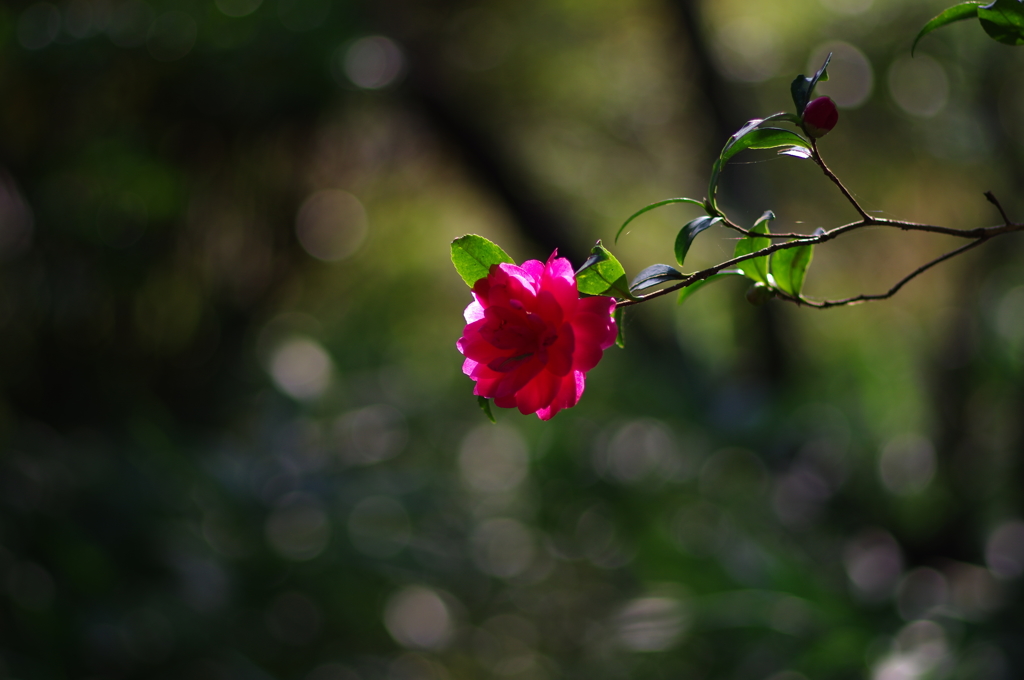 紅一点