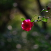 紅一点