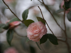 花曇り