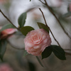 花曇り