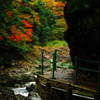 紅葉を求め彷徨う