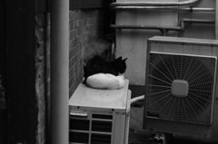 white　＆　black