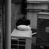 white　＆　black
