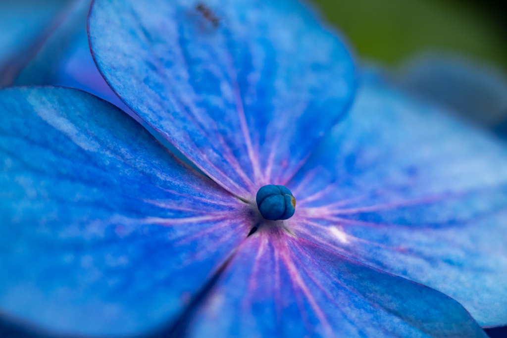 花びら