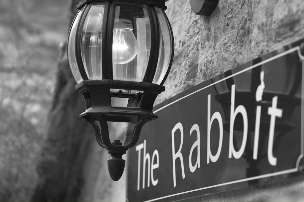 rabbit