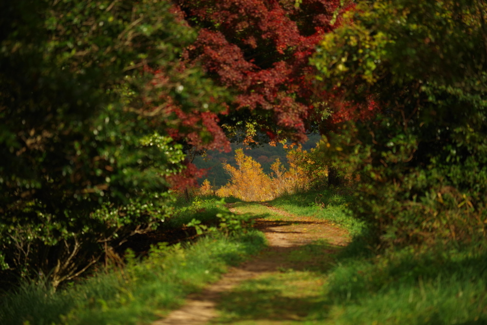 country road