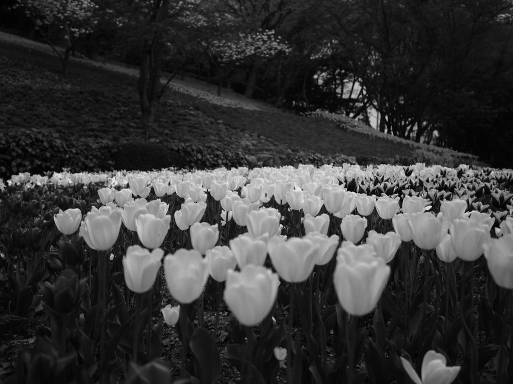 white color