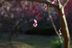 春風に俯く・・・