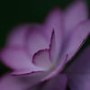 陽炎