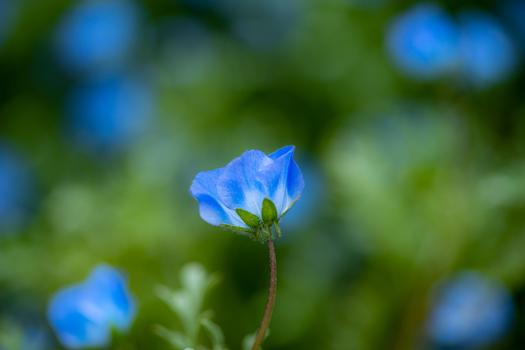 blue　angel