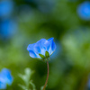 blue　angel