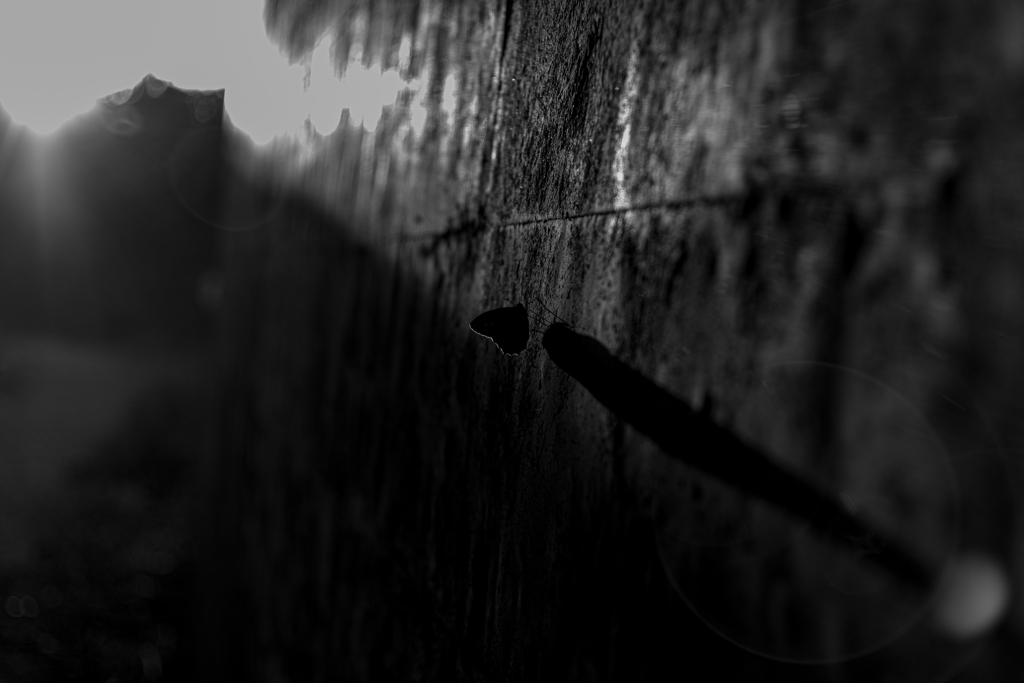 lonely　butterfly