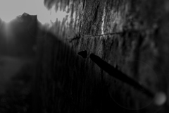 lonely　butterfly