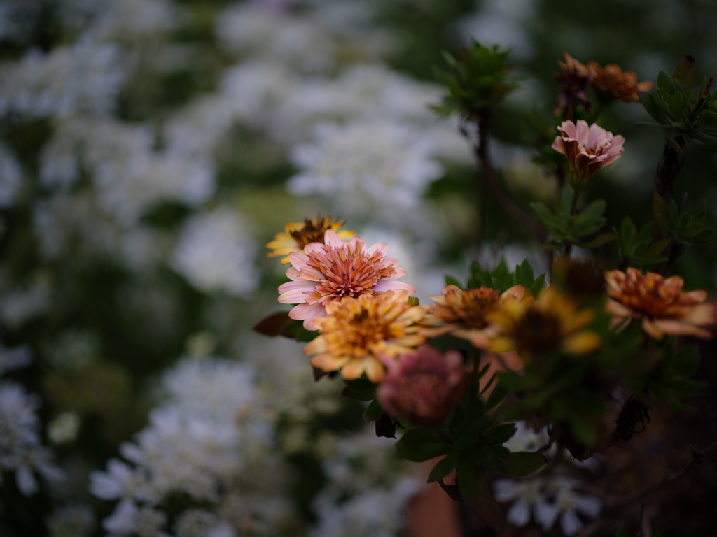 花園