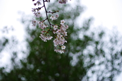 雨と桜