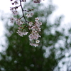 雨と桜