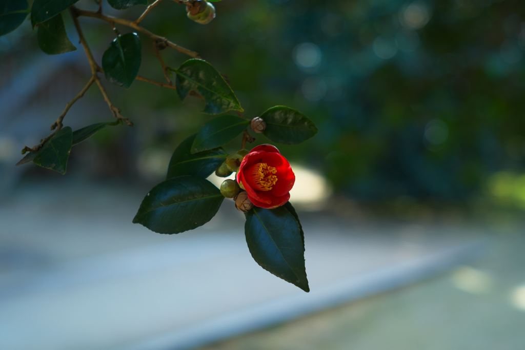 花一輪
