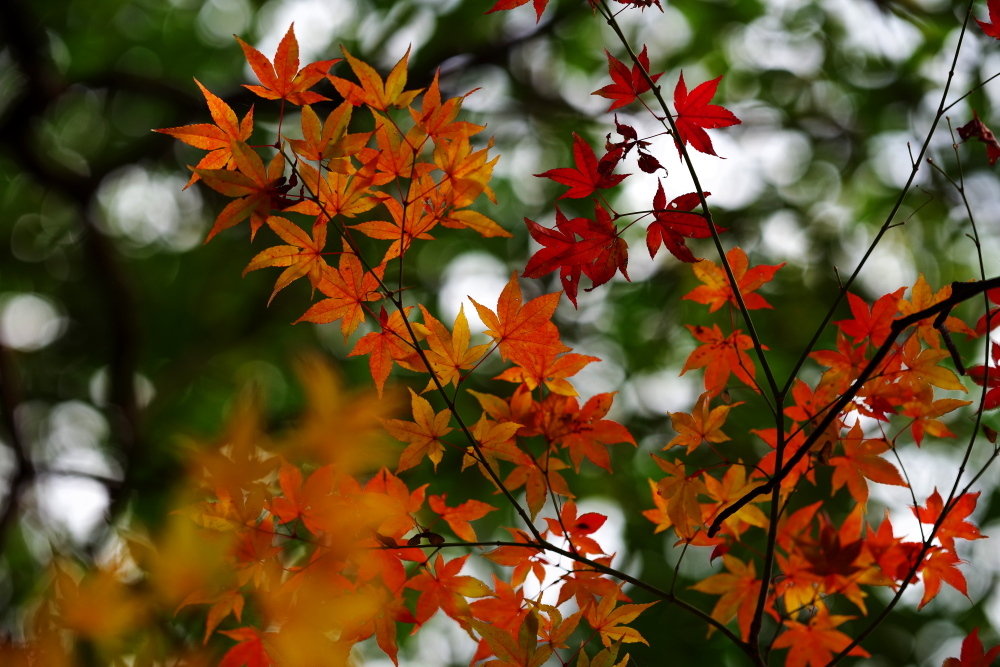 紅葉と煌めき