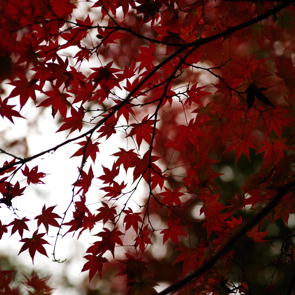 -紅-