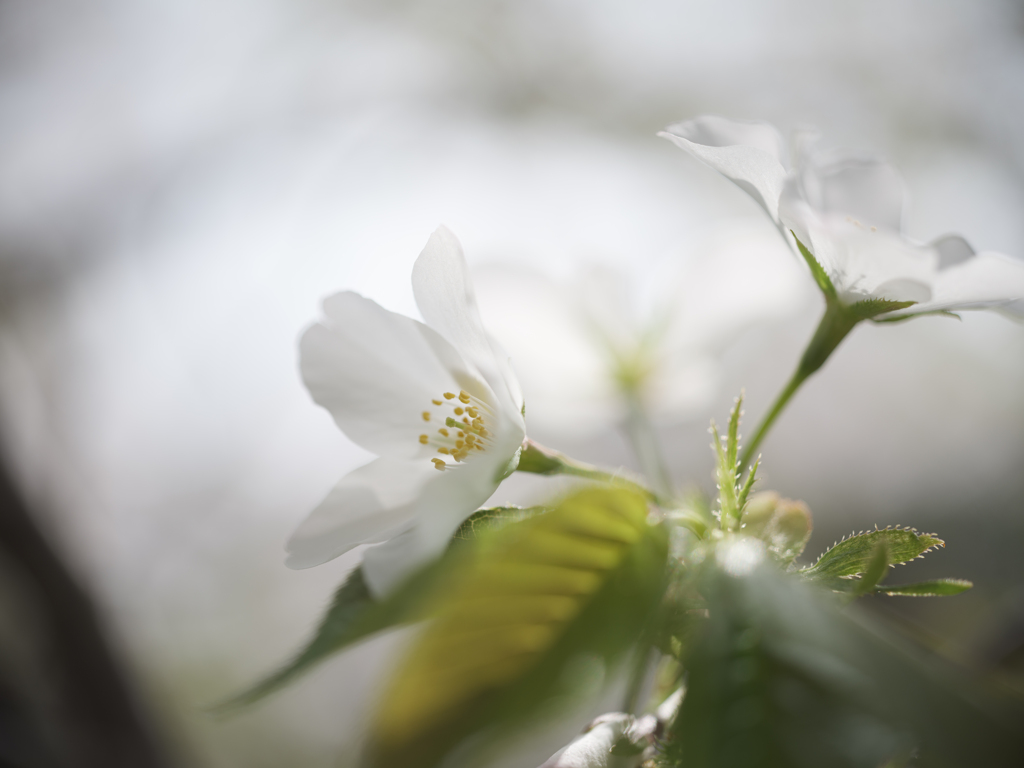 花見日和