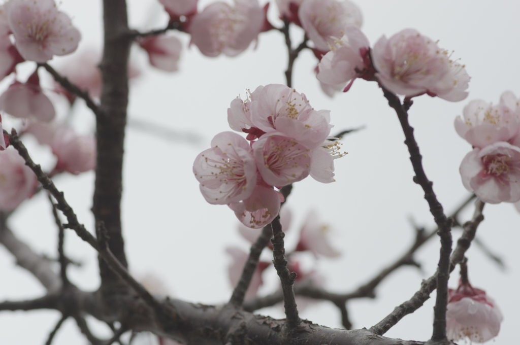 春香る