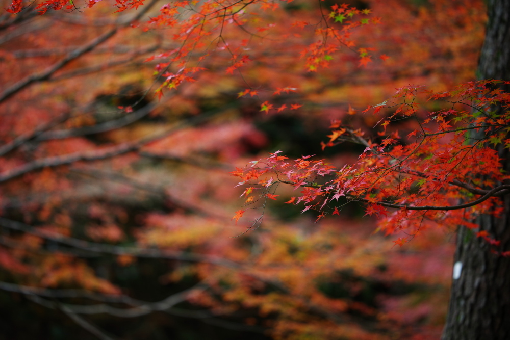 山里の秋