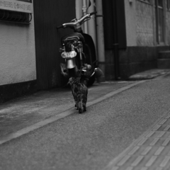 ふらりふらり…